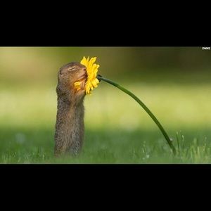 Meet your Posher, Iris